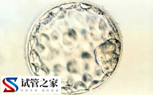 d5的4aa囊胚质量好不好(图1)