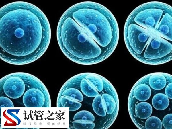 鲜胚移植和冻胚移植有什么区别(图1) 鲜胚移植和冻胚移植有什么区别(图1)