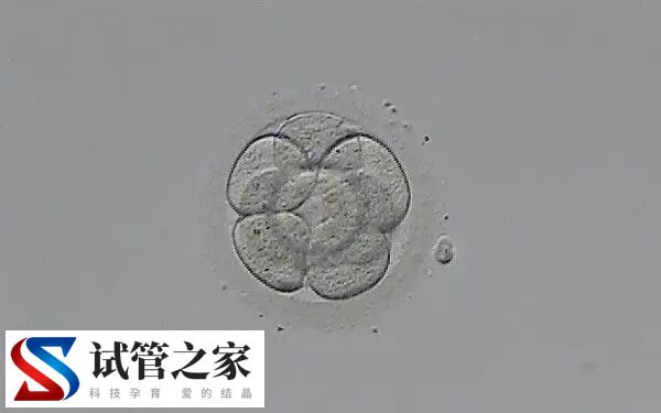 试管婴儿只能移植一个囊胚是因为能避免双胎妊娠吗？(图1)