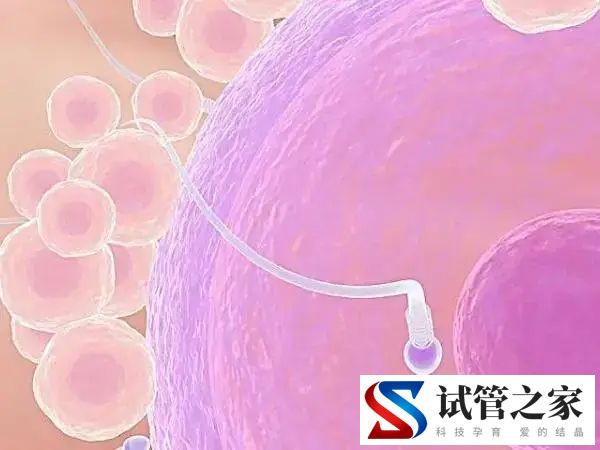 30岁在哈尔滨市第一医院做试管成功率高不高(图3)