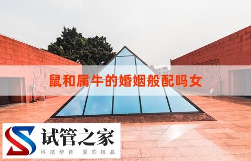 鼠和属牛的婚姻般配吗女：解析婚姻相容性