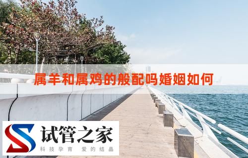 属羊和属鸡的般配吗？