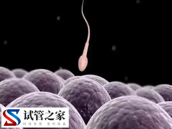弱精做试管婴儿成功率是多少(图1)
