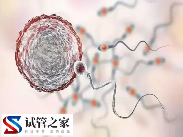 囊胚移植后第8天弱阳正不正常(图1)