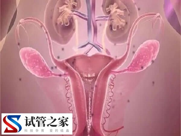 做试管婴儿对内膜有什么要求(图1)