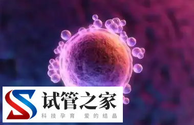 2代试管婴儿做13周做nt不过的几率大吗?(图1)