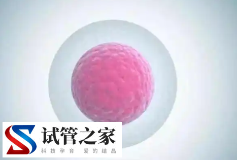 三代试管婴儿4bb囊胚移植一个还是两个成功率更大?(图1)