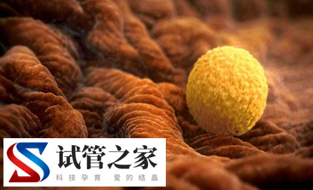 女性雌激素高继续做试管胚胎移植可以嘛?(图1)