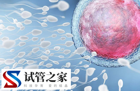 试管夜针当天最大的卵泡17mm还会继续发育成熟吗?(图1)