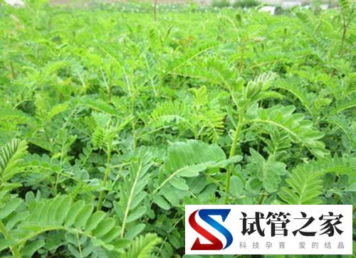 每天一杯黄芪水，这些惊喜变化悄悄找上门(图1)
