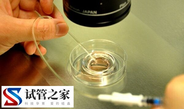 8c胚胎养囊成功率多少(图1)