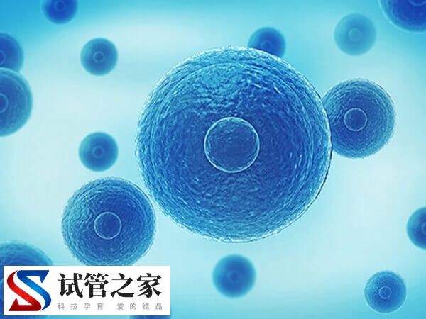 做试管婴儿什么情况下要养囊(图1)