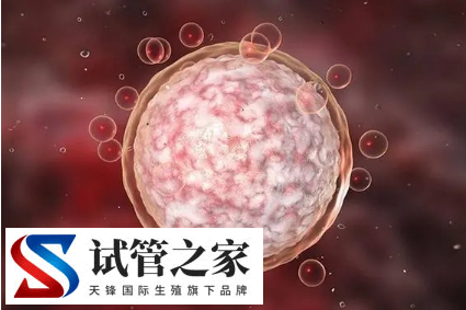 雌激素过低会影响试管婴儿移植成功率吗?