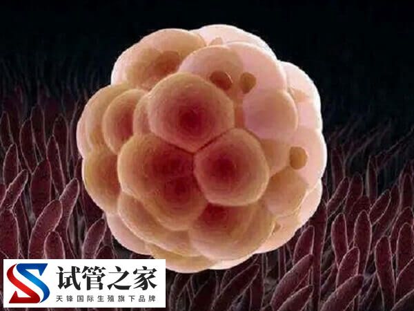 为什么第二次试管容易成功