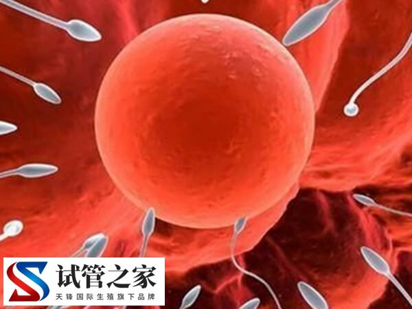 不排卵能不能做试管婴儿