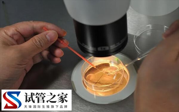 移植鲜胚与囊胚的成功率怎么样(图1)