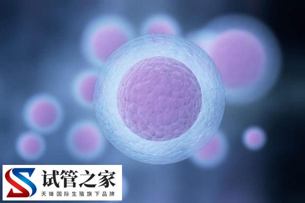 一侧卵巢取几个卵正常(图2)