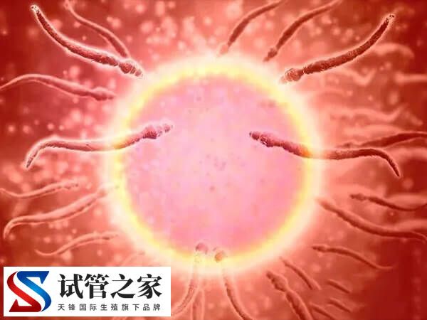 移植胚胎要多长时间(图1)