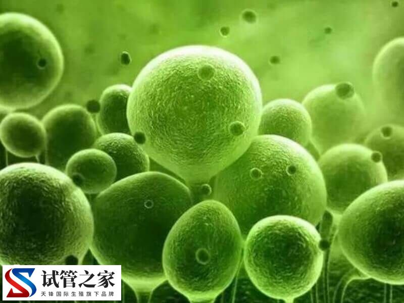 试管进周前降胰岛素是为什么(图1)