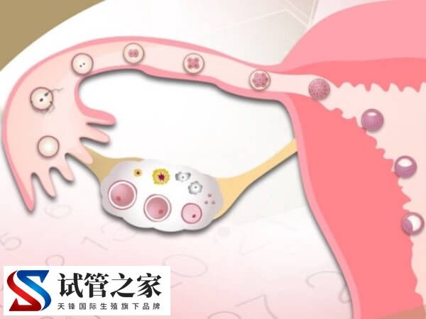 试管取卵少是什么原因(图1)