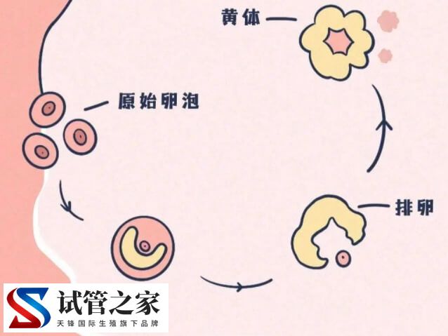 试管会不会发生黄体破裂