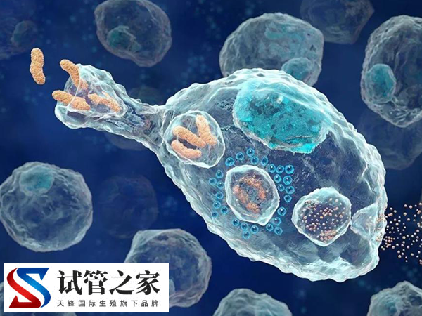 卵泡超过25mm能不能怀孕(图2)