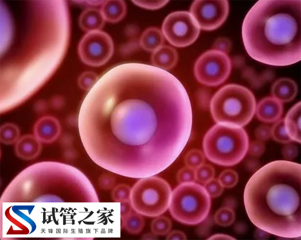 卵泡24是不是过大了(图1)
