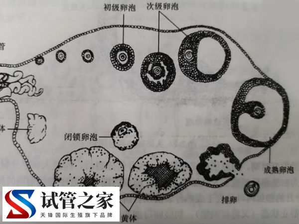 卵泡24是不是过大了(图2)