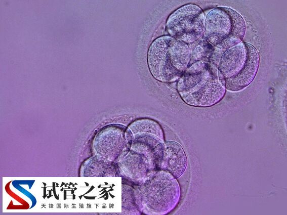 试管婴儿什么情况下养囊(图1)