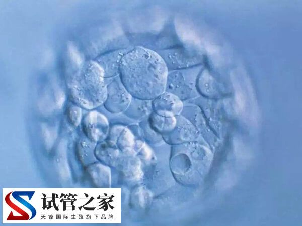 鲜胚和囊胚哪个质量好(图1)