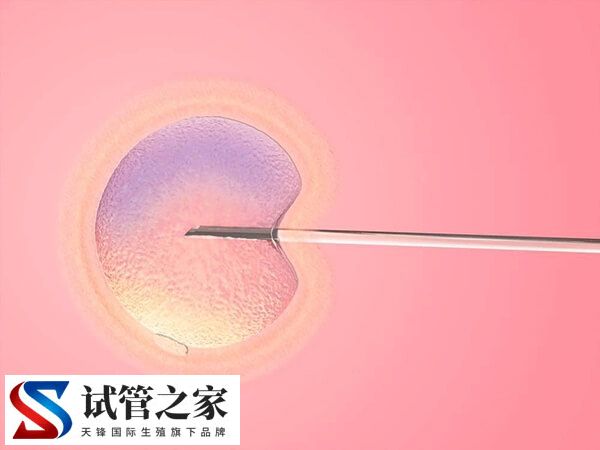 胚胎移植1个还是2个好(图1)