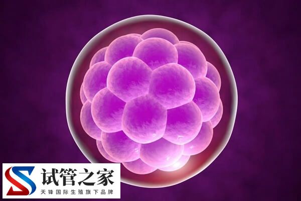 胚胎移植1个还是2个好(图2)