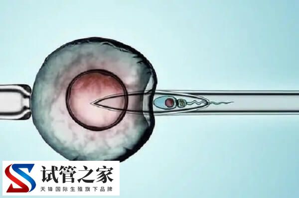 试管移植几个比较好(图2)
