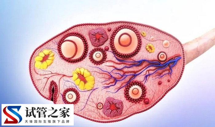 试管取卵后腹水能按摩(图2)