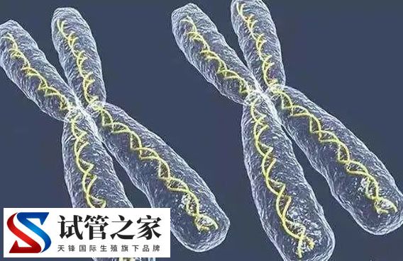 做三代试管能否改善RSPH3基因突变(图1)