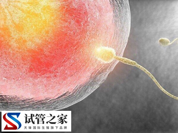 供精试管婴儿的流程是什么(图1)