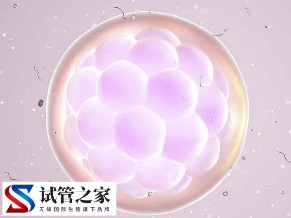 移植鲜囊胚和冻囊胚的区别(图2)