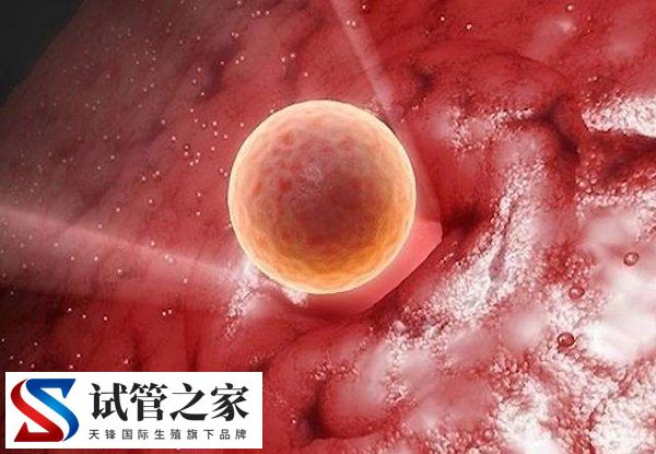移植鲜囊胚和冻囊胚的区别(图3)