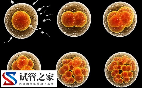 胚胎是否会冻坏(图3) 胚胎是否会冻坏(图3)