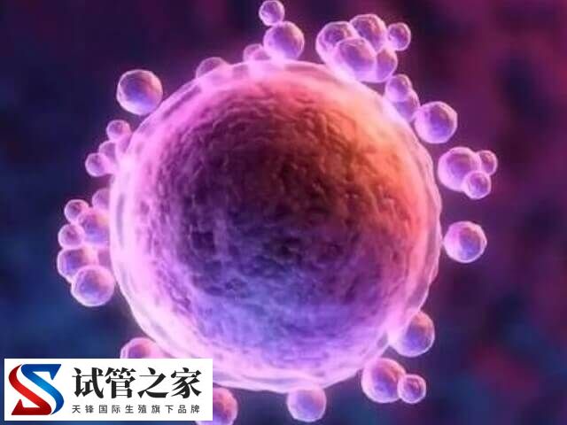 试管移植几枚胚胎好(图1)