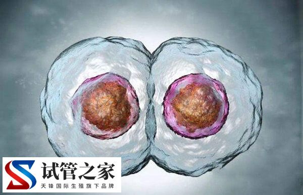 试管预移植后多久可以正式移植(图1)