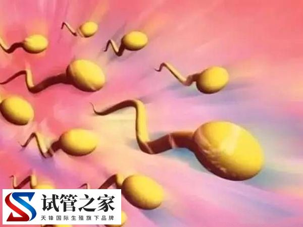 两个男的能不能做试管(图1)