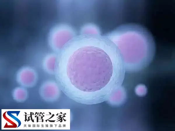 胚胎筛选和性别筛选是否一样(图3)