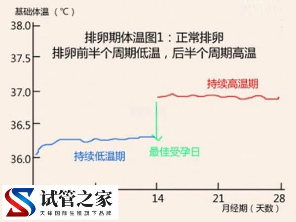 排卵期的计算方法是下一次月经来潮前的14天吗？(图2)