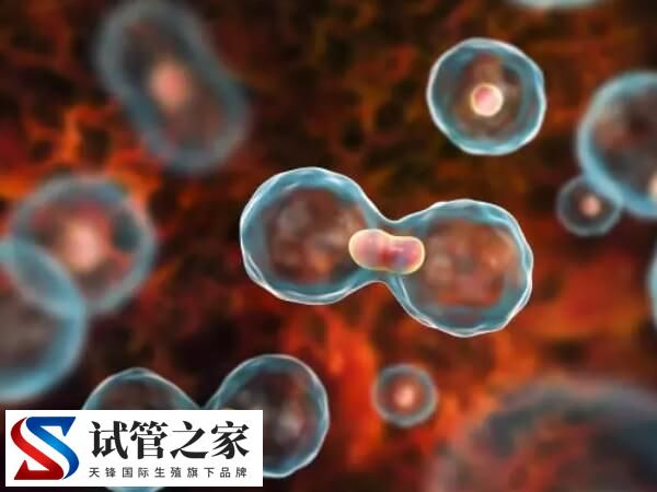 微促排方案卵子质量好不好(图2) 微促排方案卵子质量好不好(图2)