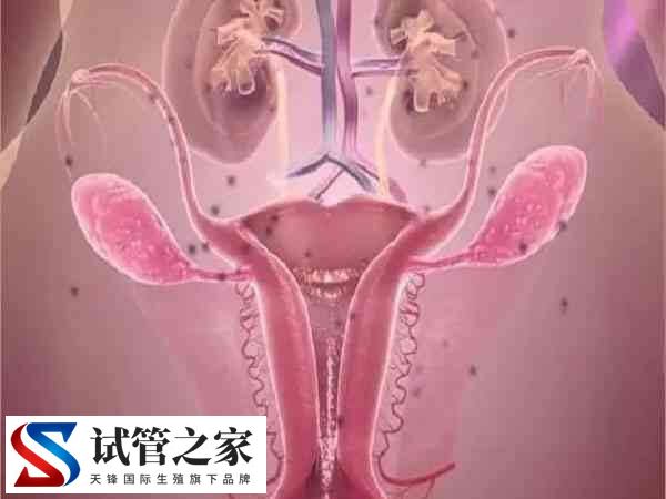 35岁以上的高龄人群做试管婴儿怎么才能提高卵子质量呢?(图1) 35岁以上的高龄人群做试管婴儿怎么才能提高卵子质量呢?(图1)