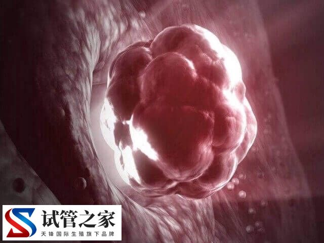 优质囊胚为什么会晚着床(图2) 优质囊胚为什么会晚着床(图2)