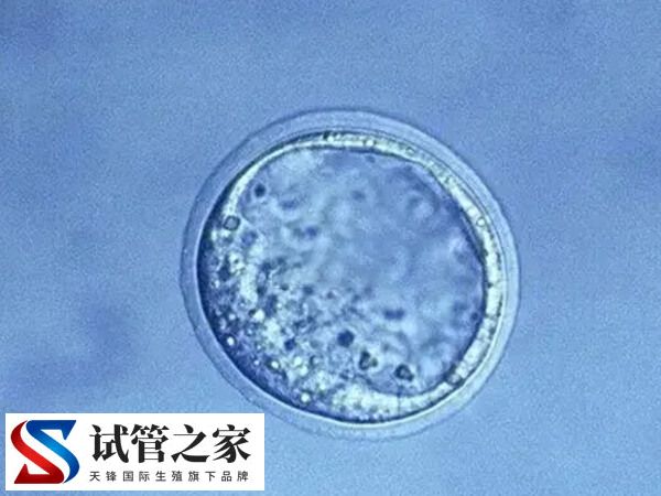 囊胚解冻后移植时间多久(图1) 囊胚解冻后移植时间多久(图1)