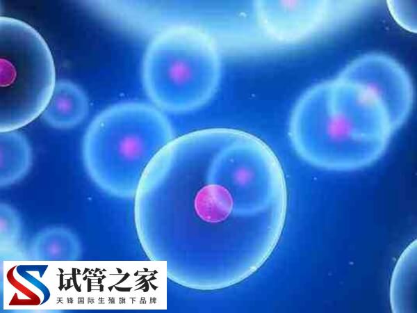 卵泡没排能不能移植冻胚(图1) 卵泡没排能不能移植冻胚(图1)