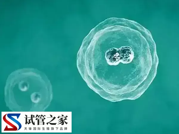 冻胚移植的适用人群有哪些(图1) 冻胚移植的适用人群有哪些(图1)